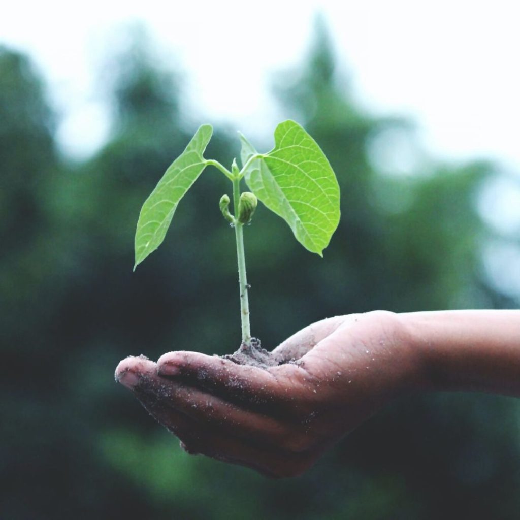 Hand holding a seedling
